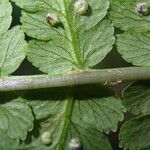 Dryopteris pentheri Blatt