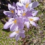 Crocus corsicus Flower