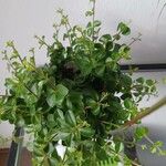 Peperomia rotundifolia葉