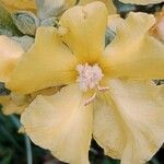 Verbascum densiflorum 花