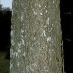 Carya illinoinensis Bark