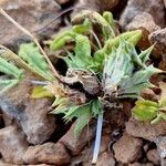 Blepharis linariifolia 果実