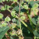 Trichodesma africanum Otro
