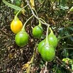 Solanum aviculare Ovoce