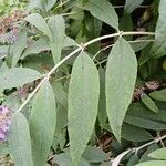 Buddleja japonica Feuille