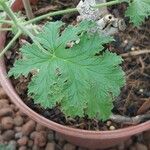 Pelargonium cucullatum Ліст