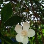 Clusia criuva Flor