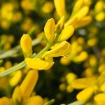Genista lydia Lorea