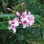 Phlox maculata Flower