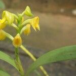 Polystachya pyramidalis Flower