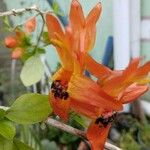 Ruttya fruticosa Λουλούδι