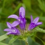 Campanula glomerataΛουλούδι