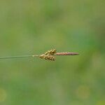 Carex piluliferaŽiedas