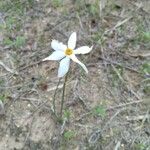 Narcissus obsoletus 花