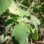 Achyrospermum urens Folha