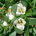 Lysimachia maritima Floare