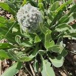 Centaurea triumfettii Leaf