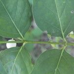 Chiococca alba Yaprak