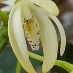 Dendrobium speciosum Flower