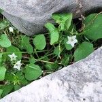 Solanum villosumBloem