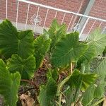 Colocasia esculenta Φύλλο