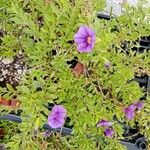 Calibrachoa parviflora花