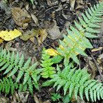 Polystichum braunii Hoja