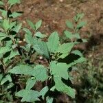 Spiraea cantoniensis Yaprak