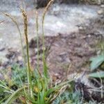 Carex uncinioides 花