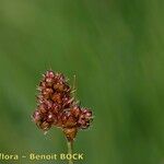 Luzula congesta Fruit