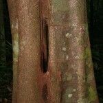 Vouacapoua americana Bark