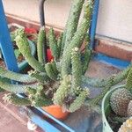 Tephrocactus verschaffeltii Lehti