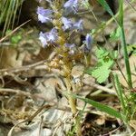 Orobanche nana Habit