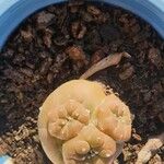 Lophophora williamsiiFuelha