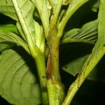 Aphelandra dolichantha List