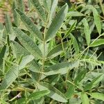 Glycyrrhiza glabra برگ