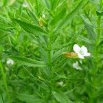 Gratiola officinalis Fuelha