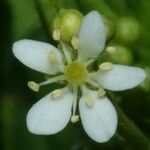 Caperonia palustris Blomma