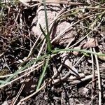 Crocus corsicus Leaf