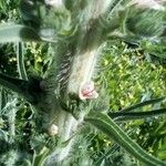 Echium boissieri പുറംതൊലി