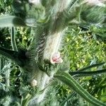 Echium boissieri Kora