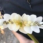 Aponogeton distachyos फूल