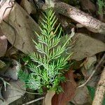 Onychium japonicum Leaf