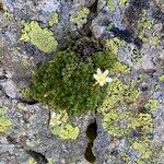 Saxifraga bryoides Habitatea