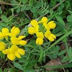 Coronilla vaginalis Flors