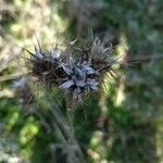 Centaurea melitensisFruto