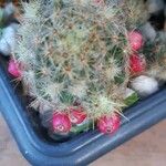 Mammillaria prolifera Feuille