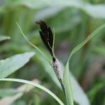 Carex acuta Цвят