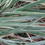 Acorus calamus Blatt