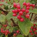Psorospermum febrifugum Frucht